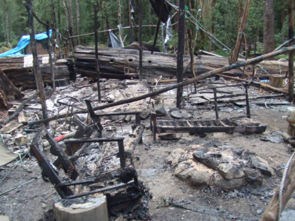 590x443 Camp Florentine As Tasmanian Forest Icon