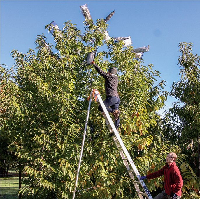 686x685 Can A Transgenic Chestnut Restore A Forest Icon Science