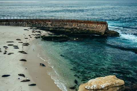 480x321 Inside The Icon La Jolla Children's Pool