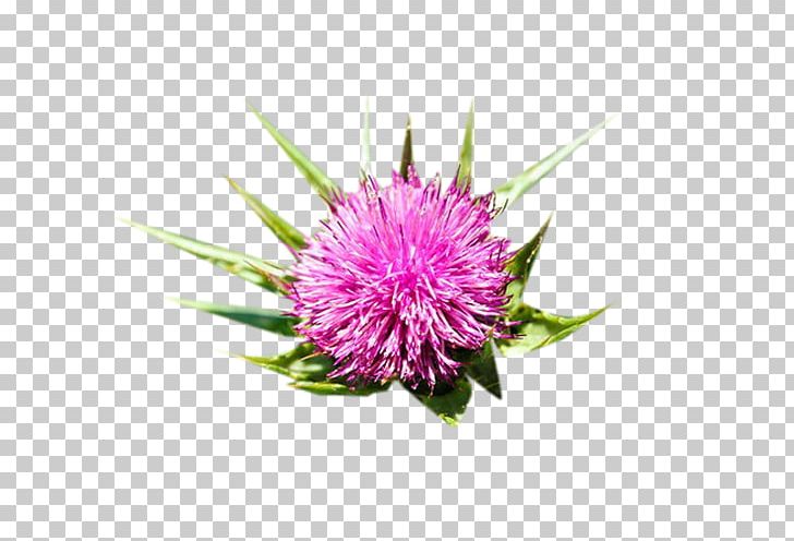 728x496 Milk Thistle Icon Png, Clipart, Adobe Illustrator, Chrysanths, Cut