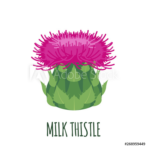 500x500 Milk Thistle Icon In Flat Style Isolated On White