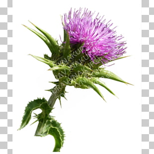 310x310 Milk Thistle Medicine Herb Medicinal Plants, Milk Icon Png Clipart