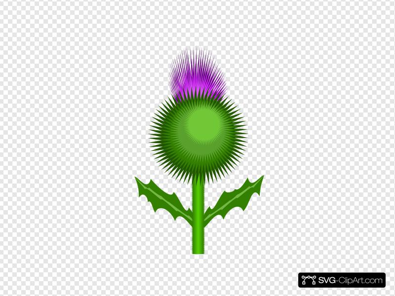 800x600 Scottish Thistle Clip Art, Icon