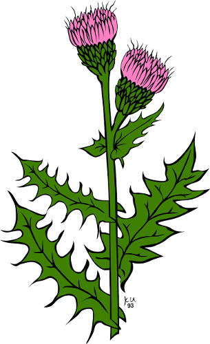 305x500 The Scottish Thistle