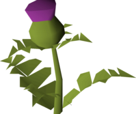 199x167 Thistle