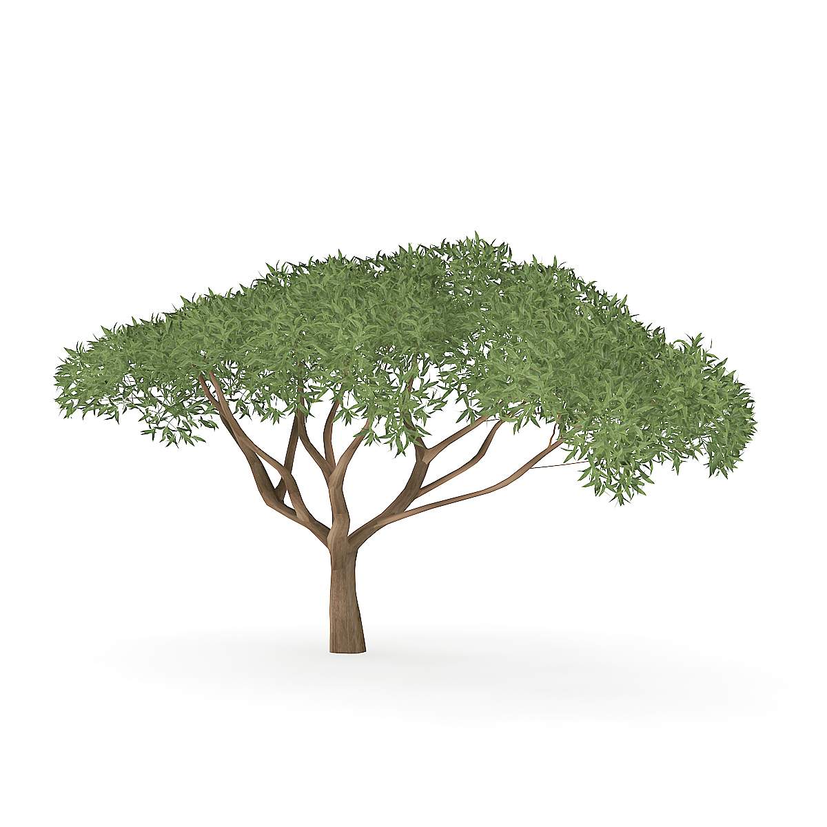 1200x1200 Thorn Tree Model