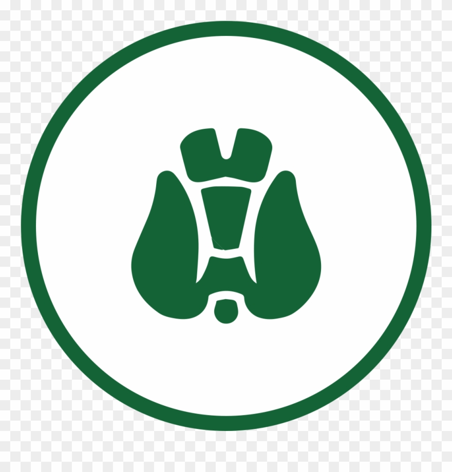 880x920 Thyroid Icon Clipart