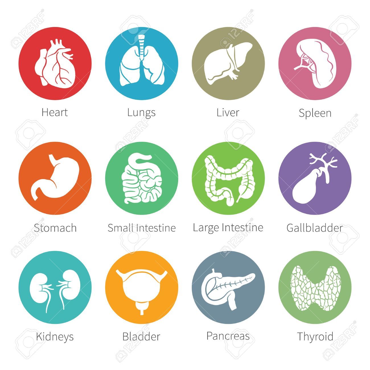 1300x1300 Thyroid Pictograms