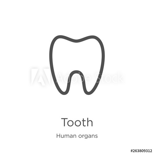 500x500 Tooth Icon Vector From Human Organs Collection Thin Line Tooth