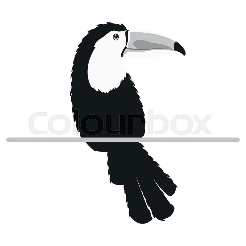 800x800 Flat Design Single Toucan Icon Vector Stock Vector Colourbox