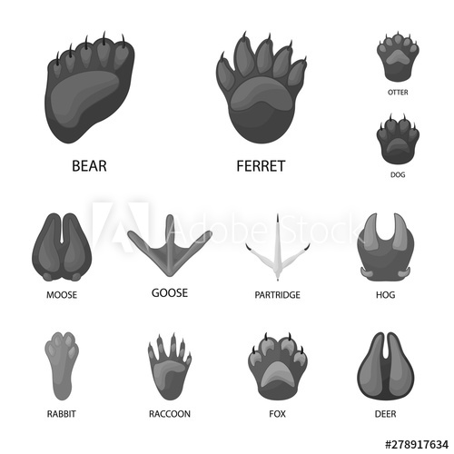 500x500 Isolated Object Of Wildlife And Trace Icon Collection Of Wildlife