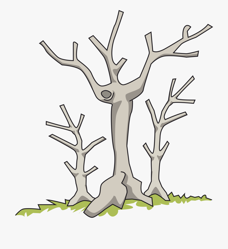 920x1005 Branch Dead Tree