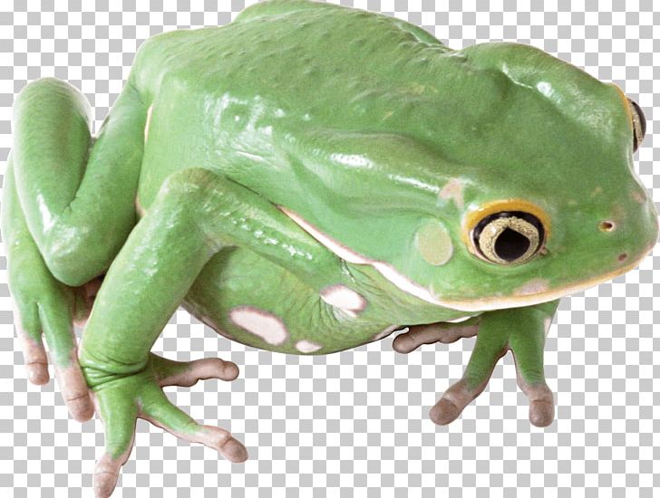 728x550 Frog Icon Png, Clipart, Akit Amphibian, Animals, Arbol