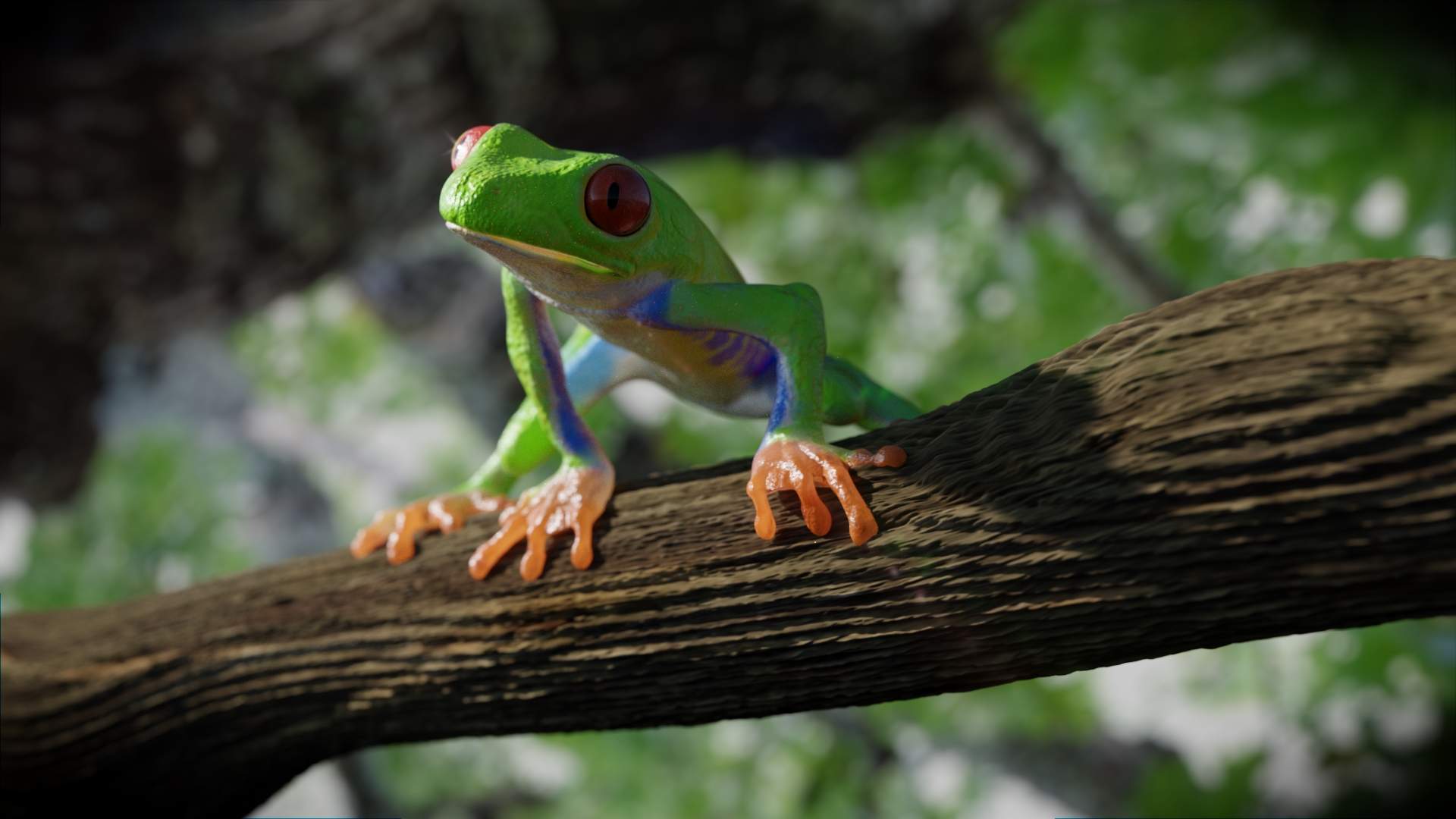 1920x1080 Red Eye Tree Frog Model