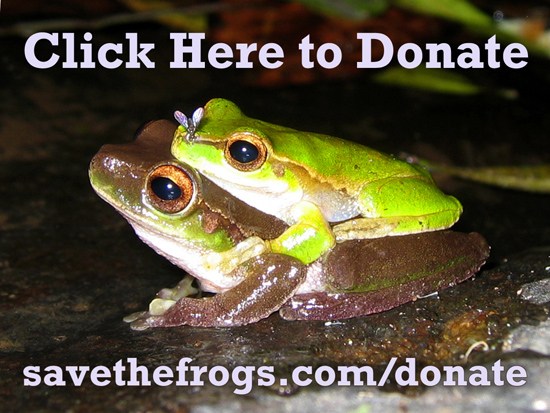 550x413 Save The Frogs!