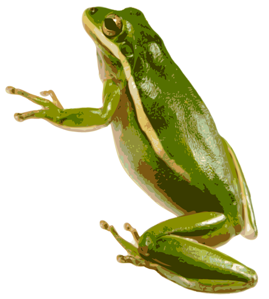 539x600 Download Free American Green Tree Frog Icon Favicon Freepngimg