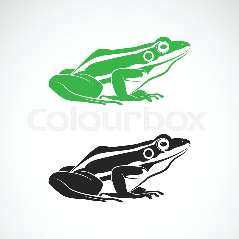 800x800 Vector Of Green Frogs And Black Frog Stock Vector Colourbox