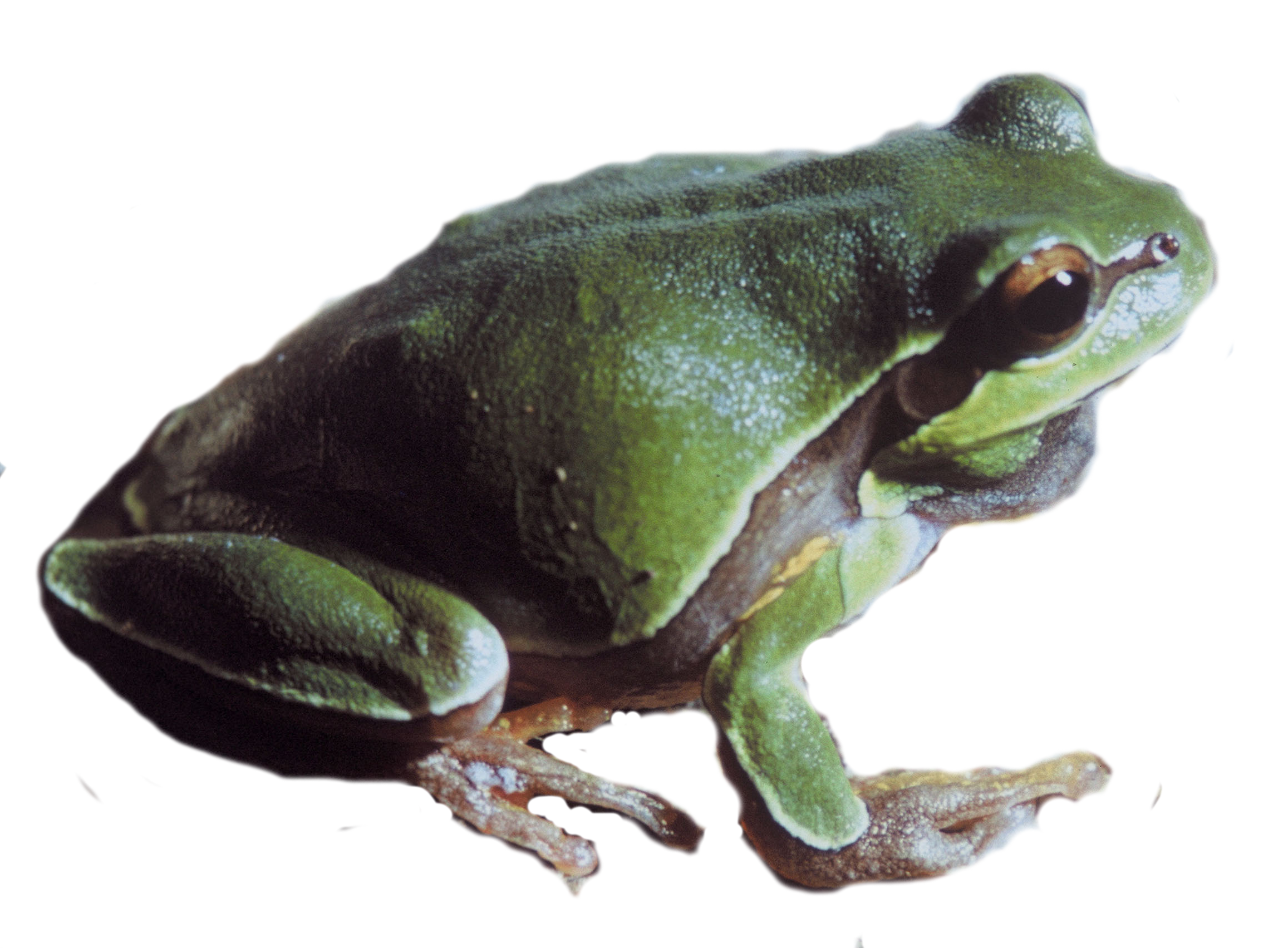 2314x1704 Download Free Pine Barrens Tree Frog Icon Favicon Freepngimg