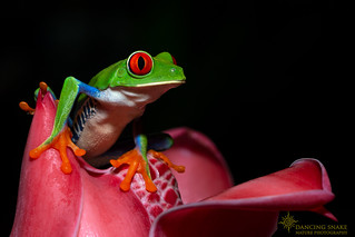 319x213 Explored Icon Red Eyed Tree Frog Snake