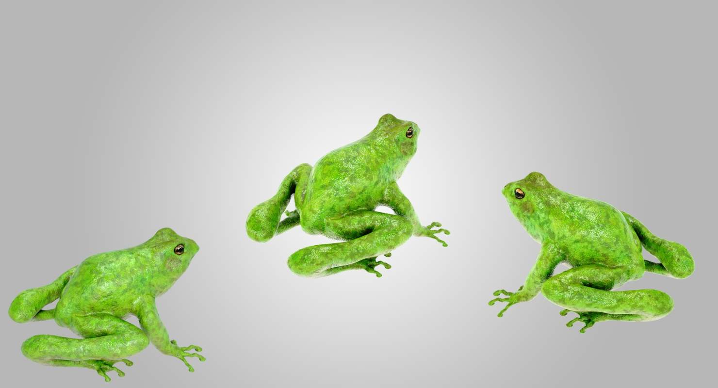 1480x800 Frog Model