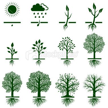 380x380 Tree And Roots Symbol Tree Growing Growth Life Cycle Icon Set