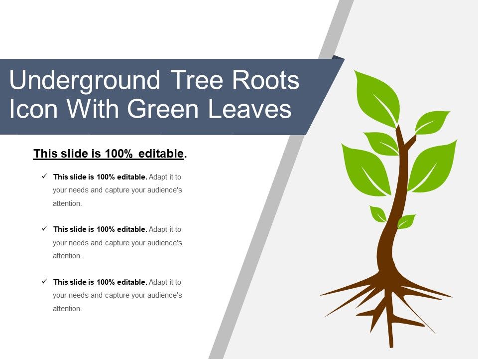 960x720 Underground Tree Roots Icon With Green Leaves Templates