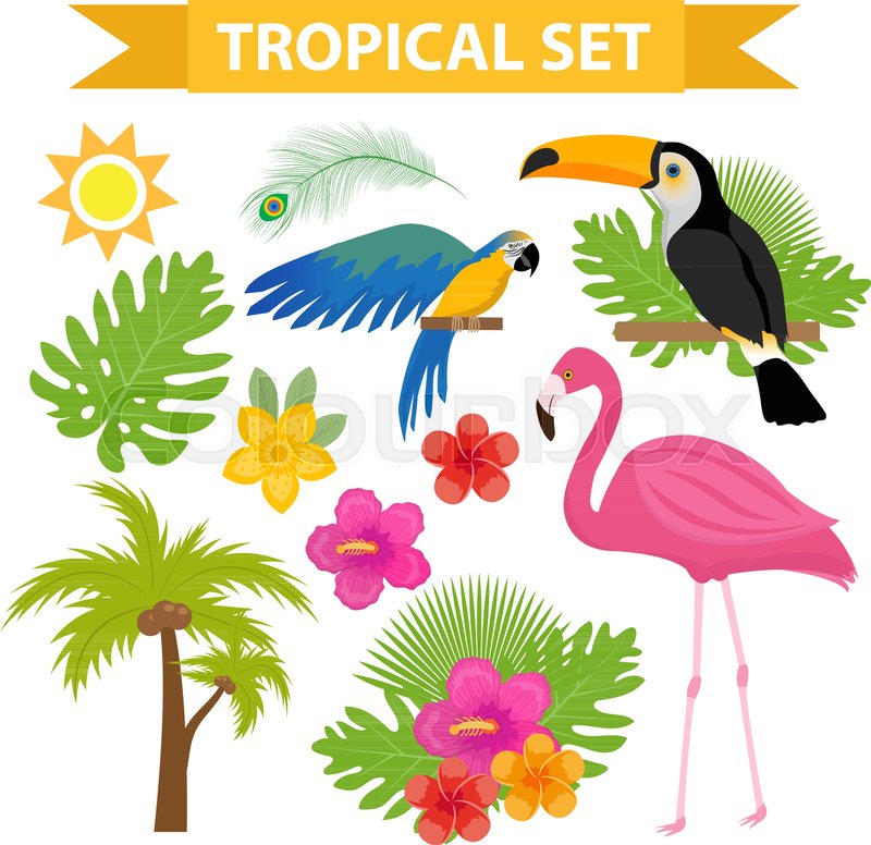800x776 Tropical Icon Set With Birds And Stock Vector Colourbox