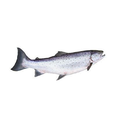 400x400 Trout Icon