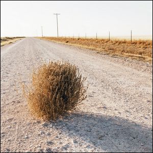 300x300 Geek Trivia The Tumbleweed, An Icon Of The American West