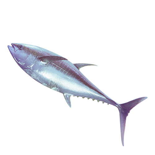 500x500 Tuna Whitefish Icon Castor Pollux Natural Petworks