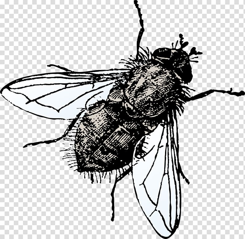 Icon, Black Ugly Fly Transparent Background Png Clipart Hiclipart 800x780 Icon, Black Ugly Fly Transparent Background Png Clipart Hiclipart
