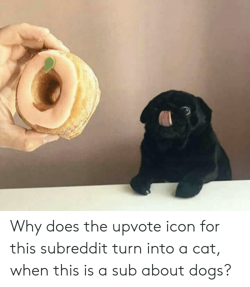 500x574 Why Does The Upvote Icon For This Subreddit Turn Into A Cat When