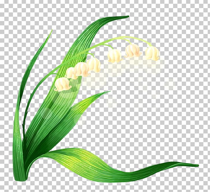 728x666 Euclidean Lily Of The Valley Icon Png, Clipart, Calla Lily