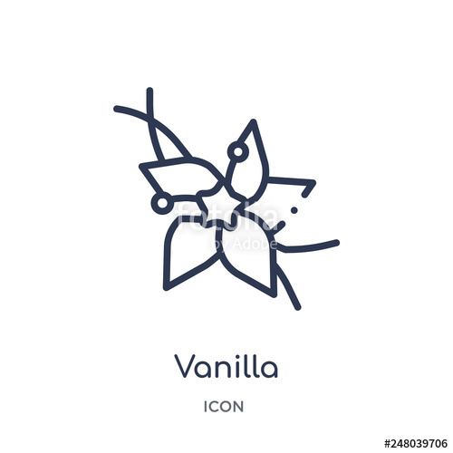 500x500 Vanilla Icon From Nature Outline Collection Thin Line Vanilla