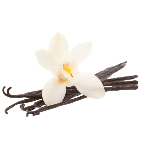474x500 Vanilla Bean Flower Icons Png