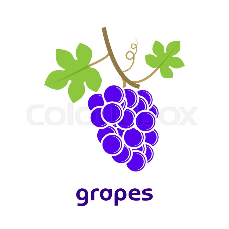 800x800 Common Grape Vine Icon, Logo Vector Stock Vector Colourbox