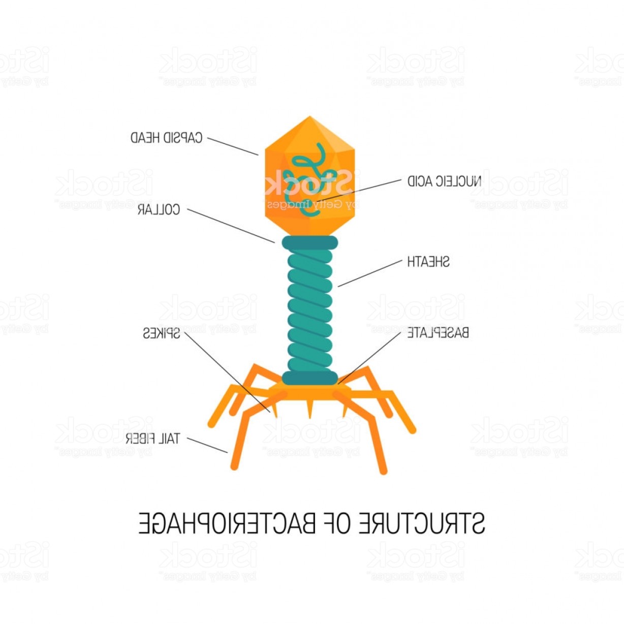 1228x1228 Vector Virus Icon In Simple Flat Style Gm Hoodamathrun