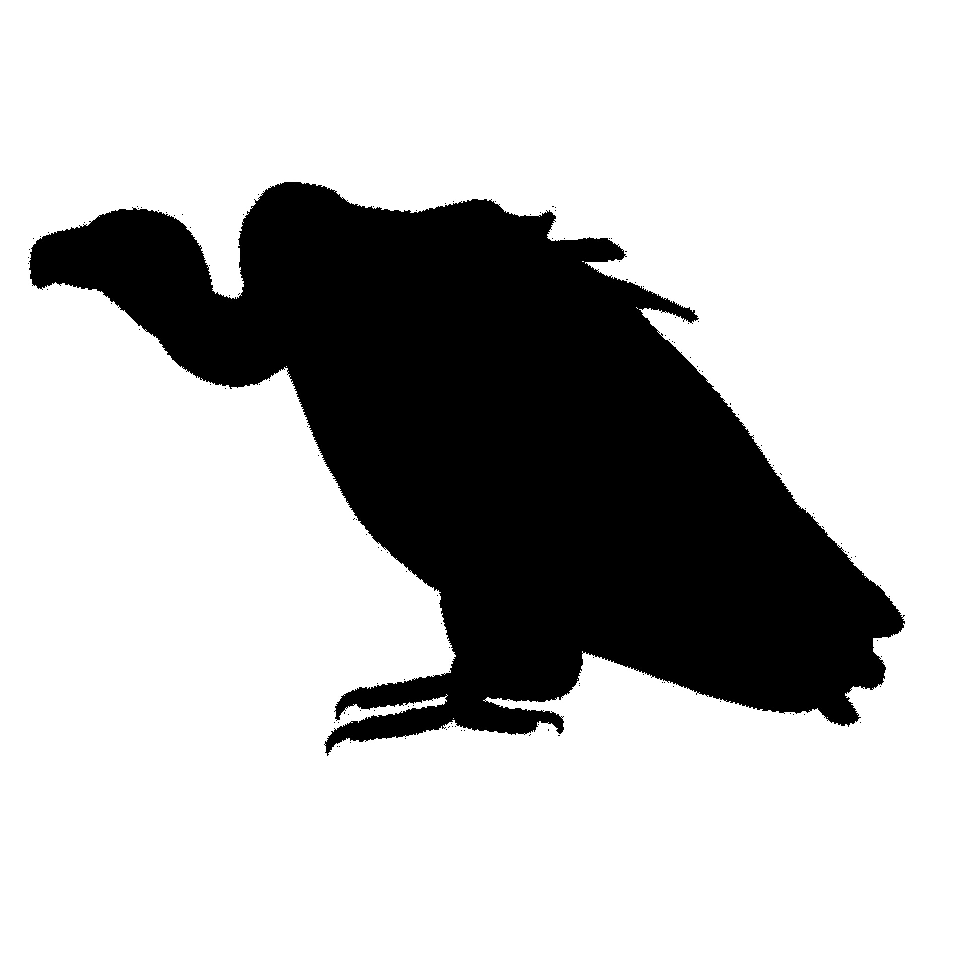 1920x1920 Vulture, Bird, Black, Outline, Shape