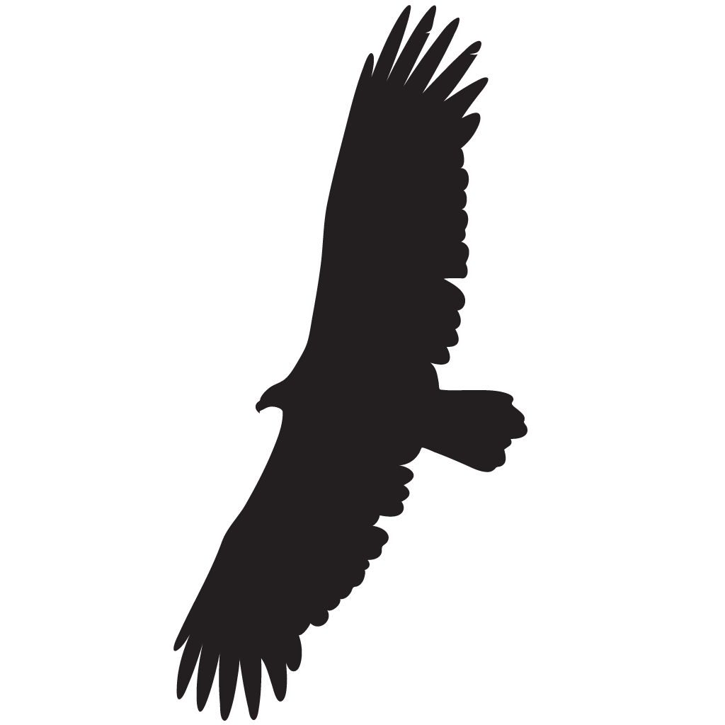 1024x1024 Black Vulture Celebrate Urban Birds
