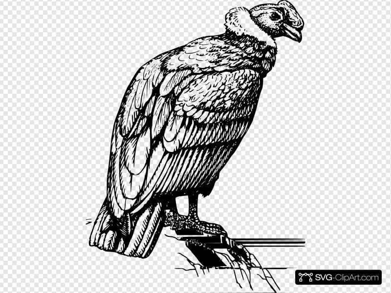 800x600 Condor Vulture Clip Art, Icon