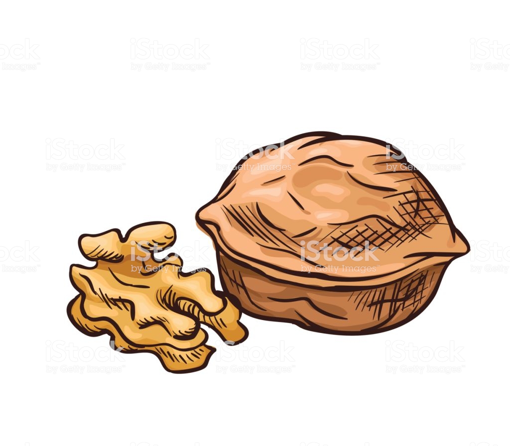 1024x896 Walnut Vector Icon Isolated Hand Drawn Sketch Of Nut Template