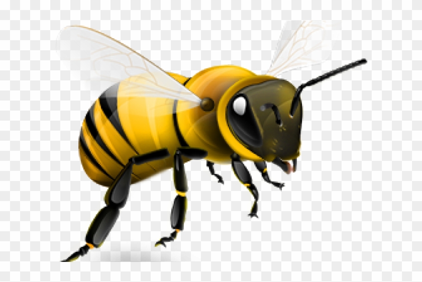 840x561 Wasp Clipart Madhumakhi