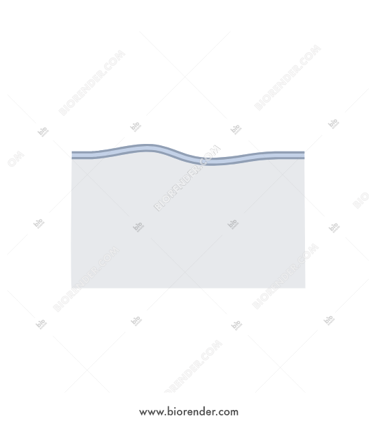 550x620 Biorender Wavy Membrane