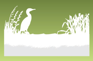300x196 Wetland Life Conservation Education Resources