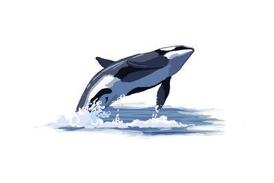 400x267 Orca Whale