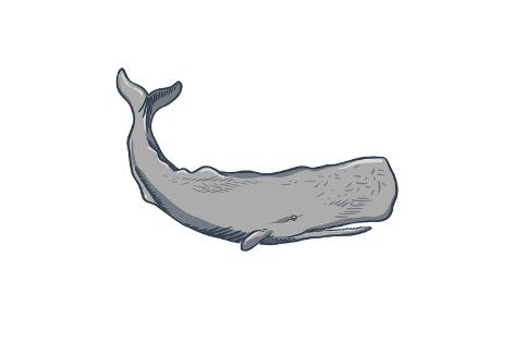 473x315 Sperm Whale