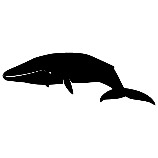 600x600 Day Whale Icon