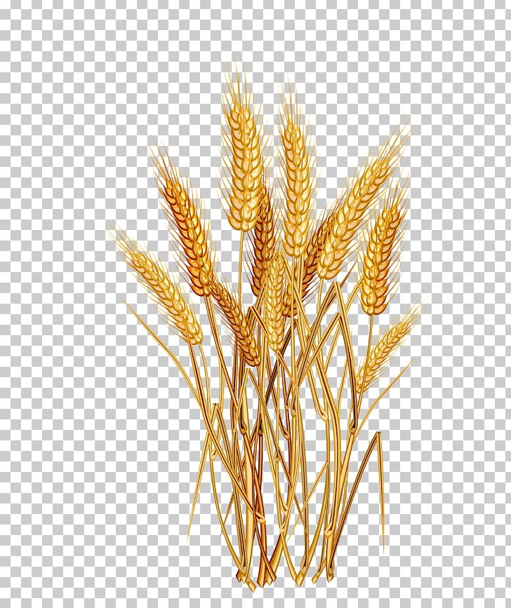 728x867 Wheat Euclidean Icon Png, Clipart, Agriculture, Cereal, Cereal