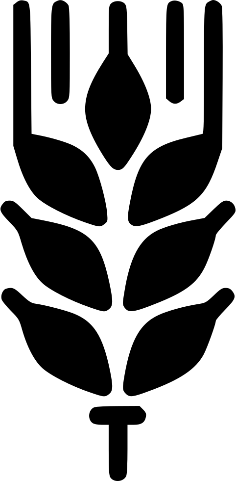 482x980 Wheat Icon Png Group Hd Png