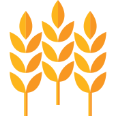 170x170 Wheat Png Icon
